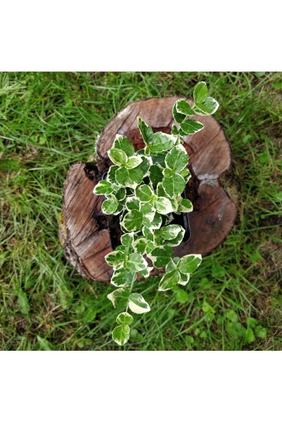 Бруслина форчуна Сільвер Квін і Бруслина японська Ауреомаргіната на штамбі | Euonymus fortune Silver Queen  and Japanese Aureomarginata on shtambe | Бересклет форчуна Сильвер Квин и Бересклет японский Ауреомаргината на штамбе